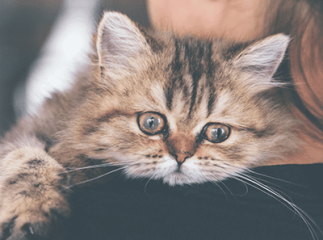 Larmes chat